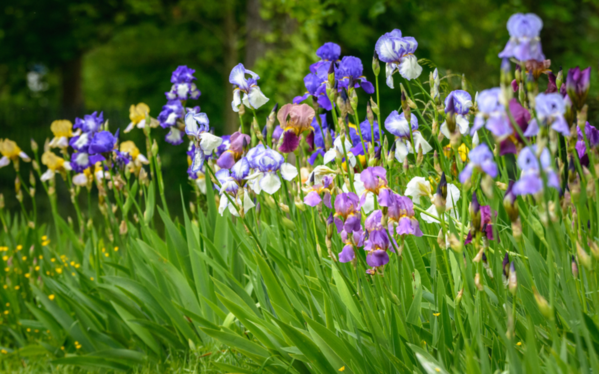 Les visites des jardiniers du parc floral de Paris