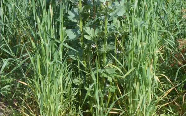 Découvrez les plantes qui nourrissent le sol : semis d’engrais vert