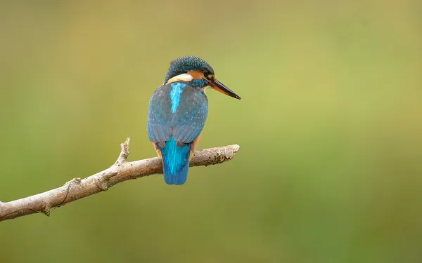 Découvrez l'expo photo « Nature sauvage à Paris »