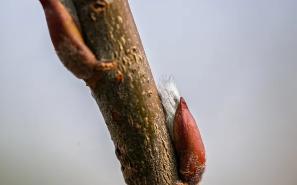 Des bourgeons à gogo