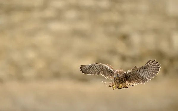 Exposition photo de Frédéric Combeau - "Focus sur la biodiversité parisienne"