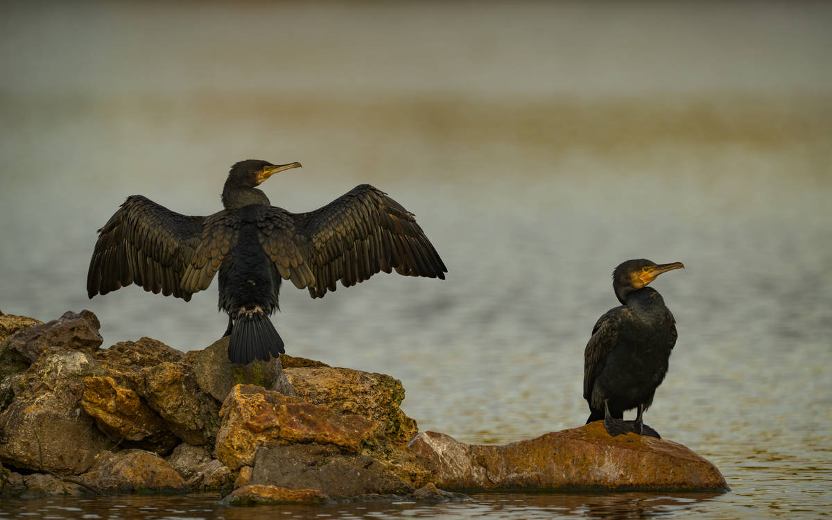 Les oiseaux au lac des Minimes