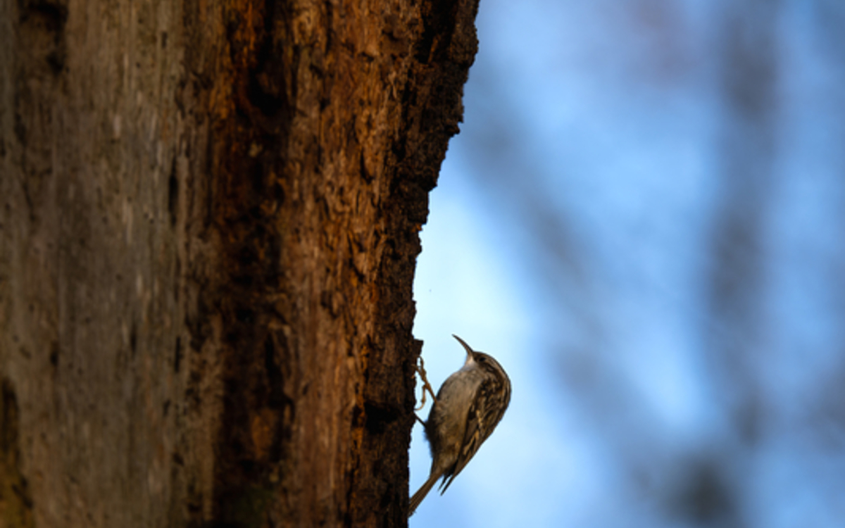 Initiation à la reconnaissance des chants d’oiseaux - NIVEAU 2