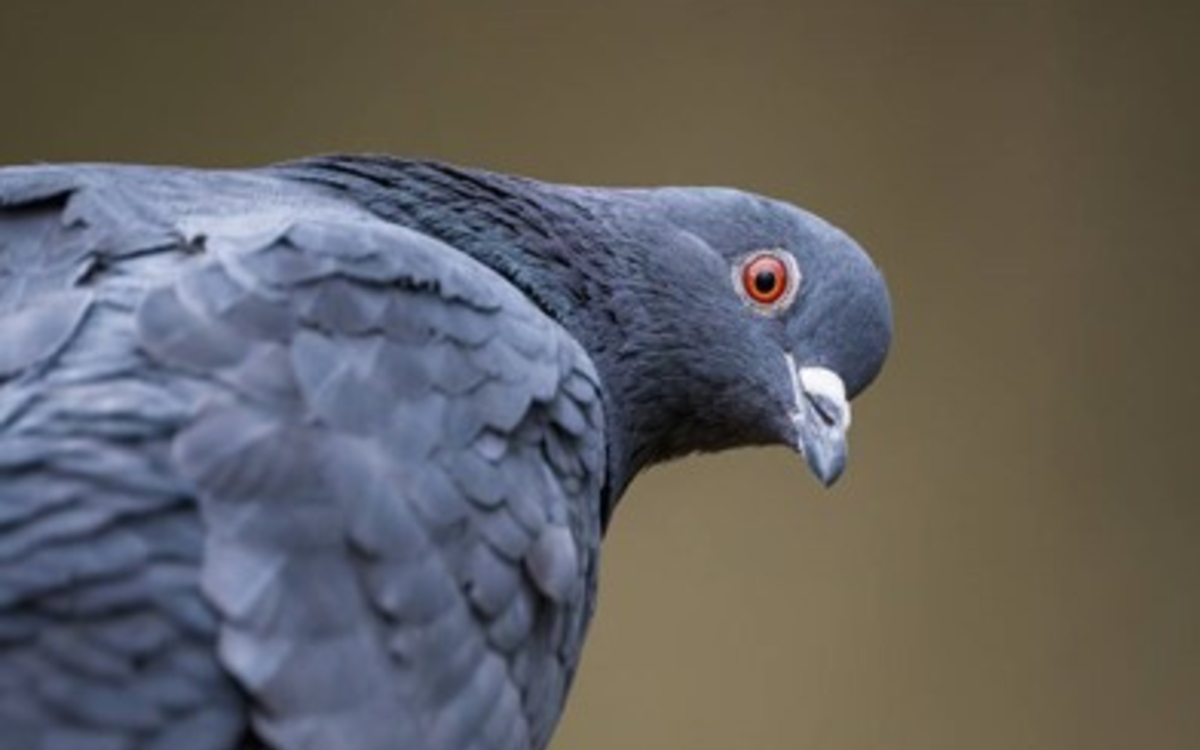 Sortie ornithologique pour les plus jeunes