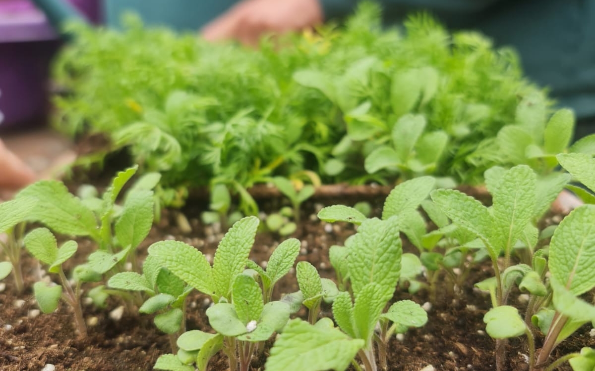 Produisez vos propres plants : en mars, la technique du repiquage