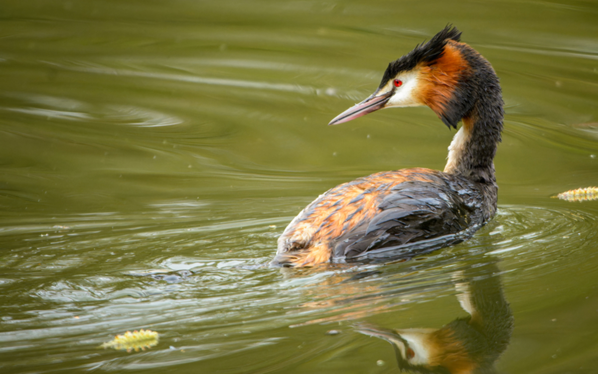 Les oiseaux au lac des Minimes