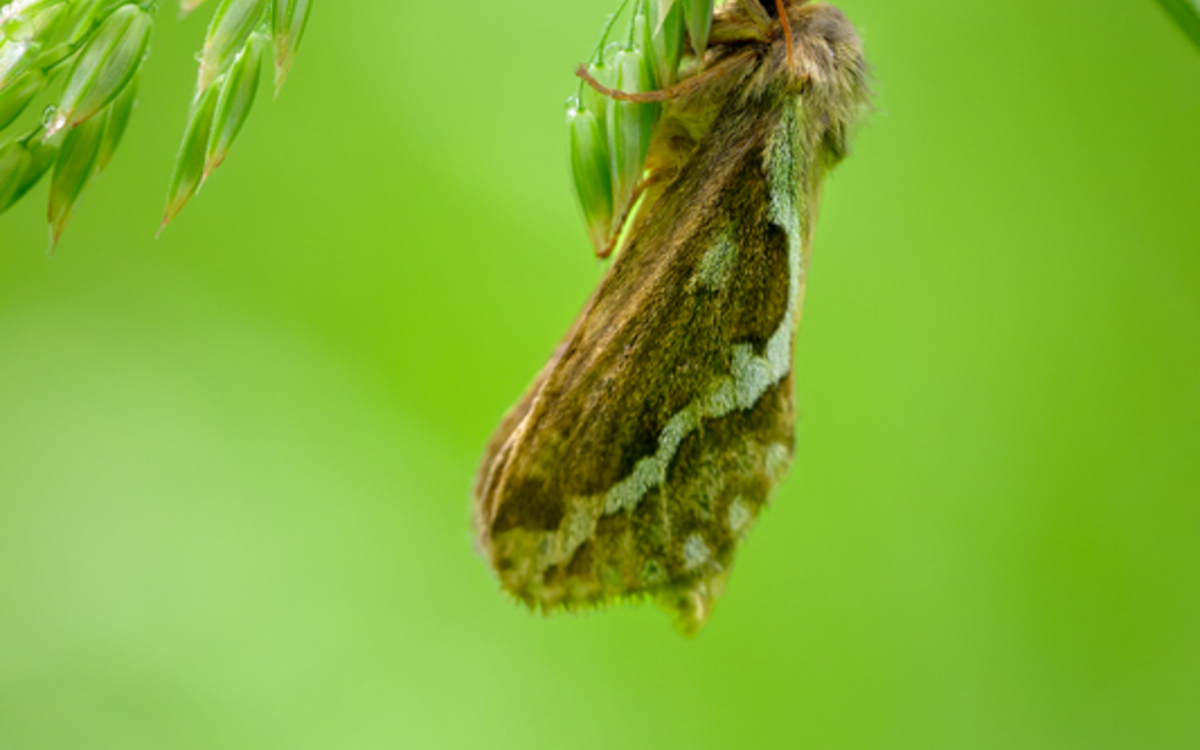 Danse sous la lune : les insectes nocturnes