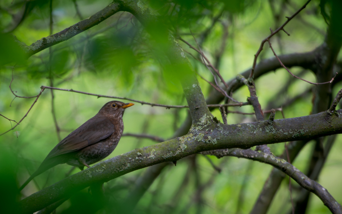 Balade photo: quels oiseaux au parc Georges Brassens ?