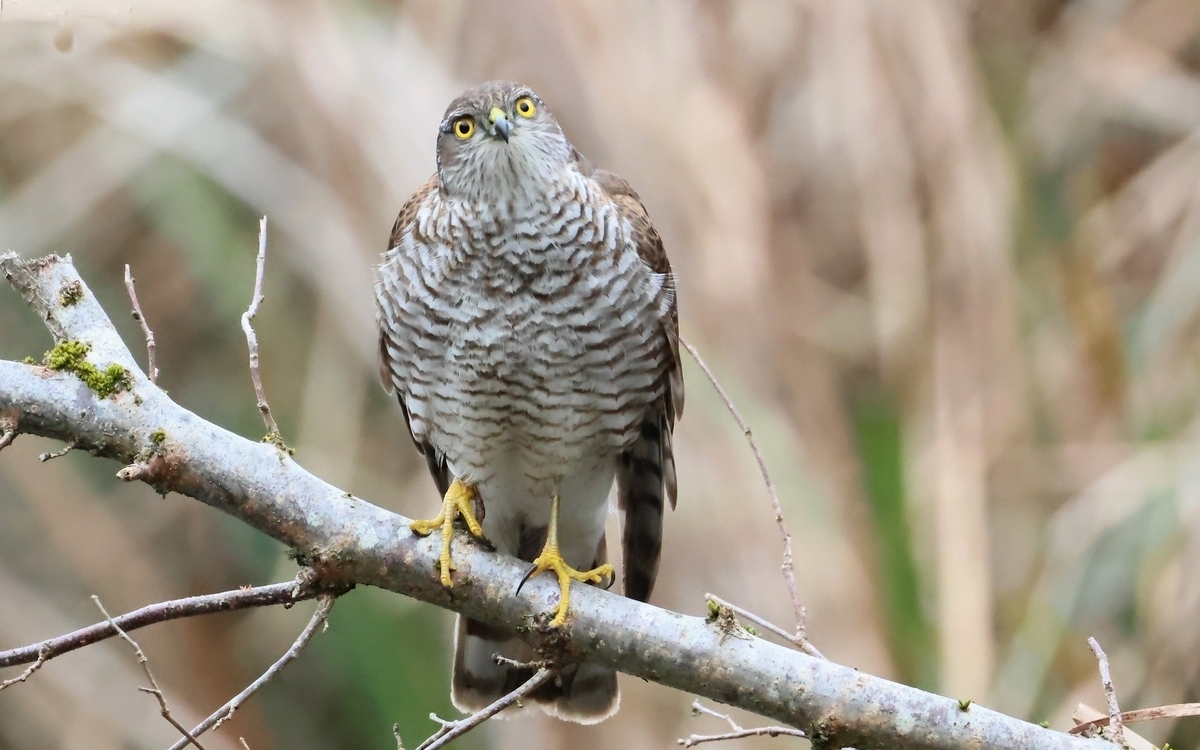 Les oiseaux à Paris : quelles évolutions?