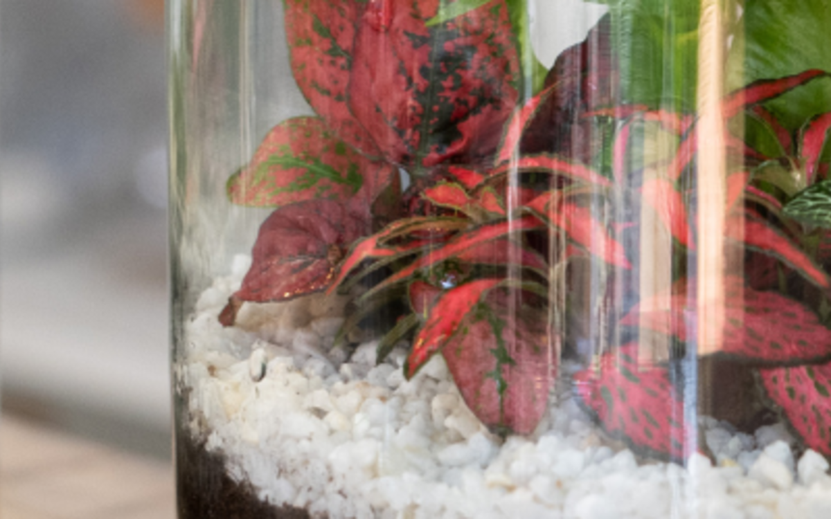 Atelier Terrarium