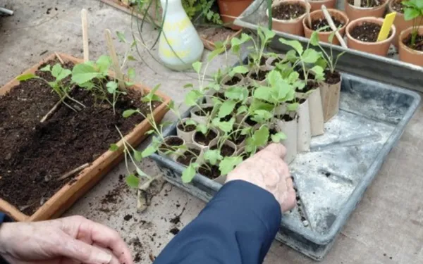 Multipliez vos plantes