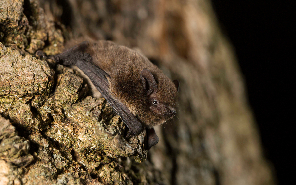 A l'écoute des chauves-souris
