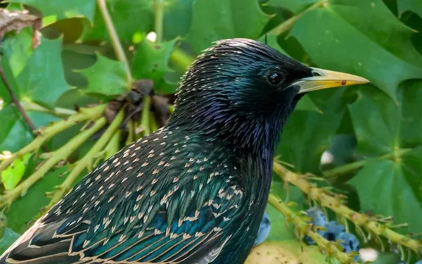 Les oiseaux du Parc Floral de Paris