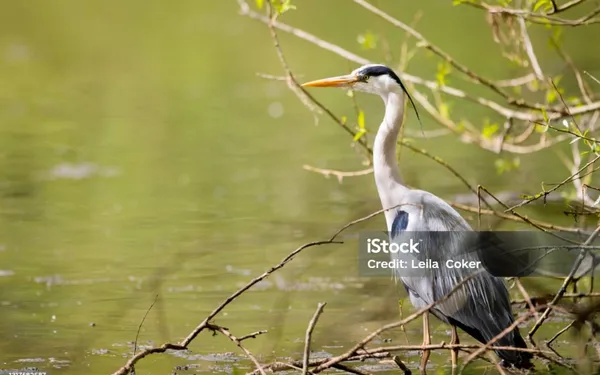 Balade photo: les oiseaux au petit matin au bord du lac