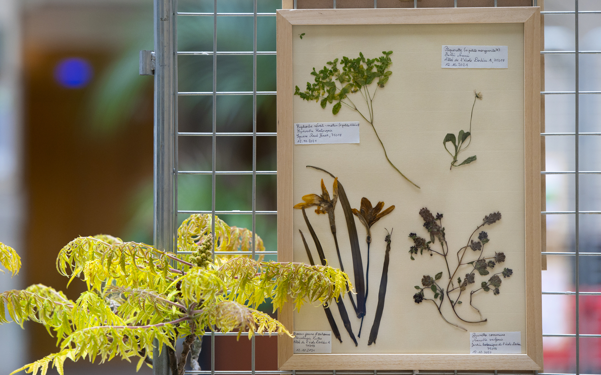 Exposition Les Herbiers en herbes