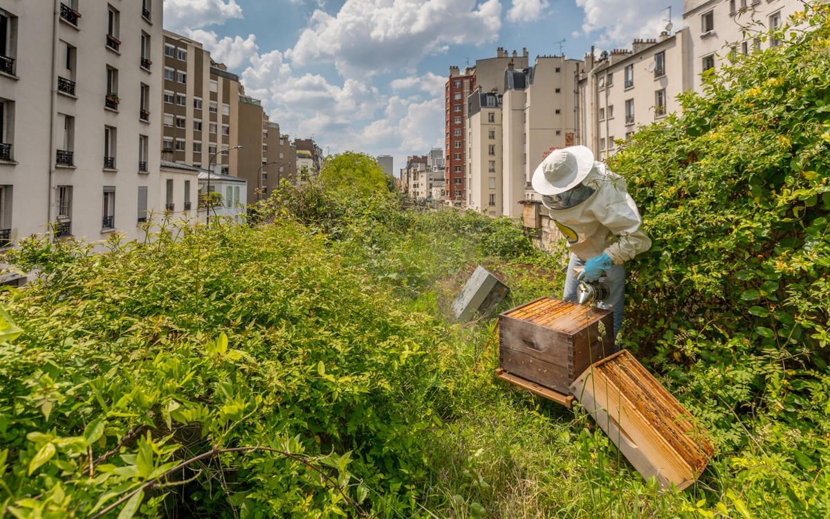 Expo "Abeille en Ville"
