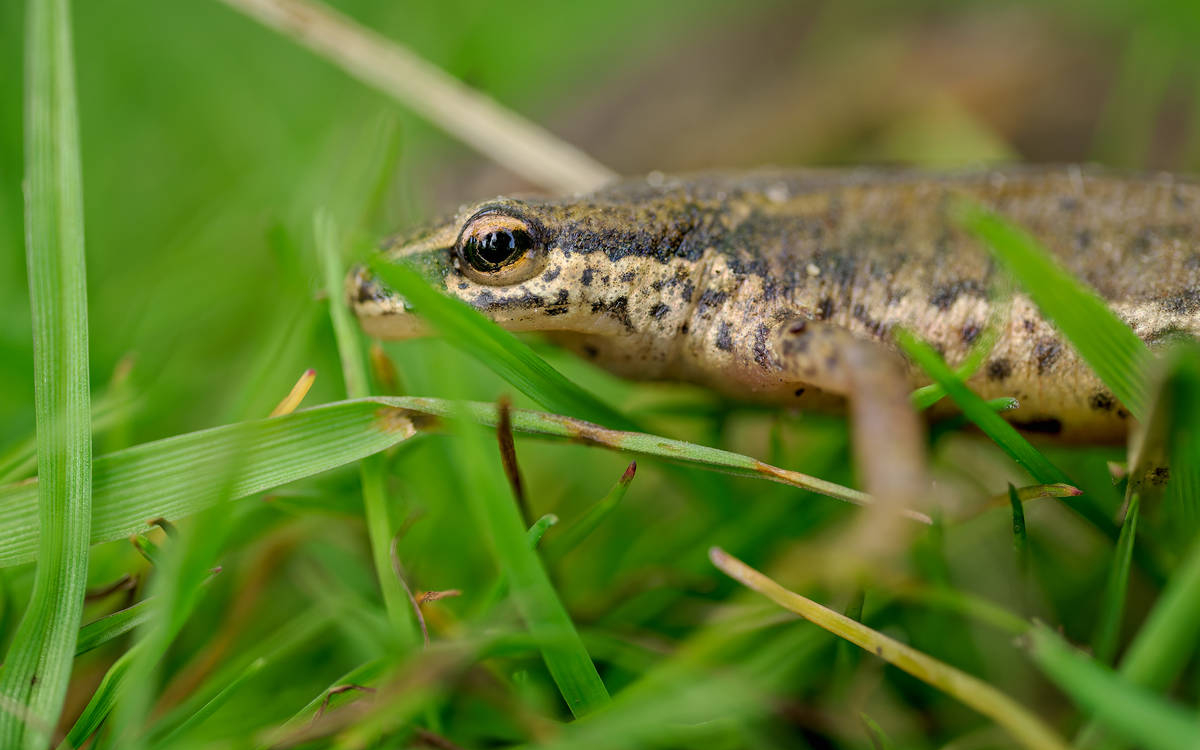 Ecologie des amphibiens au Jardin Naturel Pierre-Emmanuel