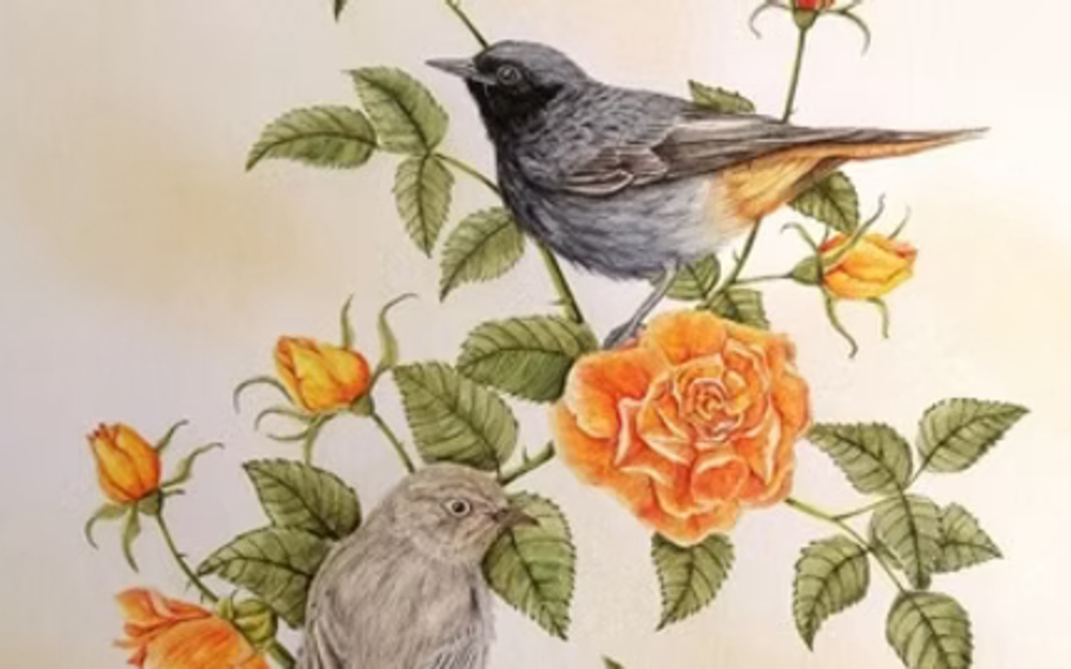 Exposition de portraits d'Oiseaux par Maxime Beck