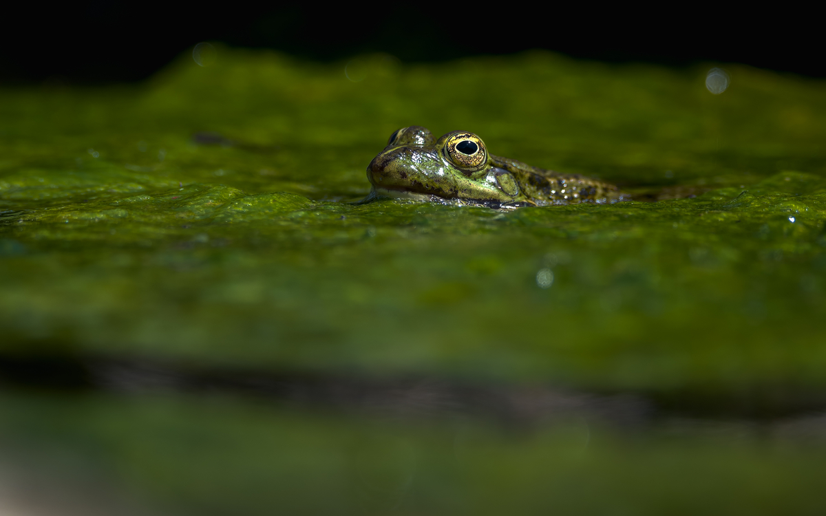 Anoures d'été