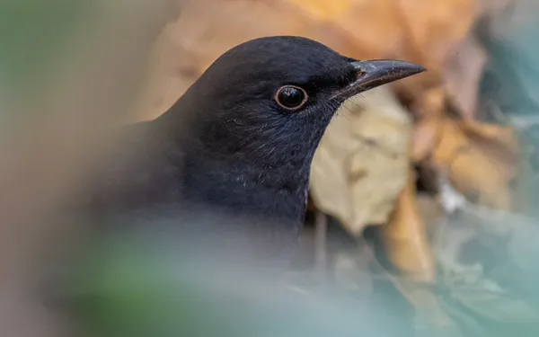 Science participative : Oiseaux des jardins