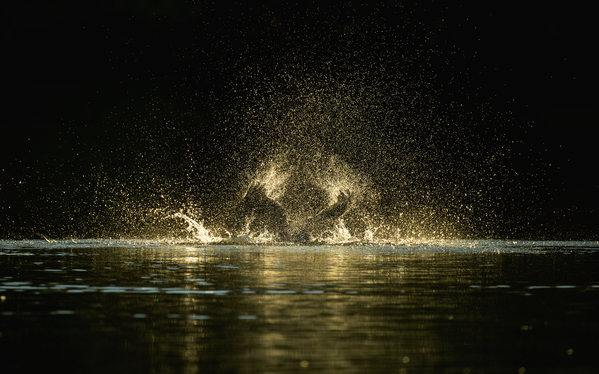 Les oiseaux au lac des Minimes