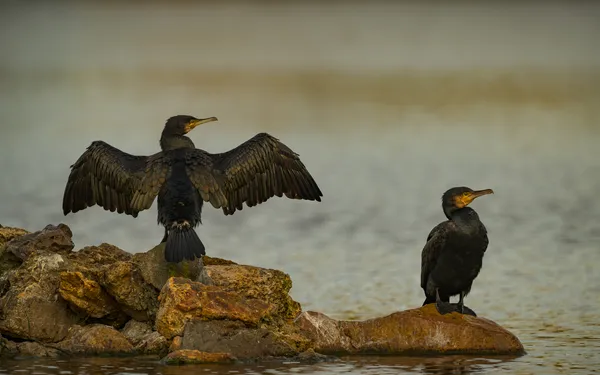 Les oiseaux au lac Daumesnil