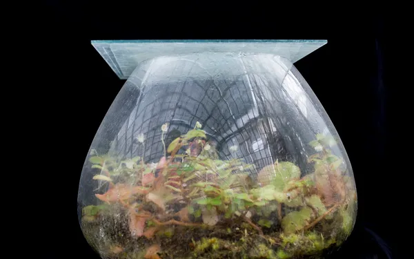 Réalisation avec des objets de récup’ d’un jardin miniature d’intérieur