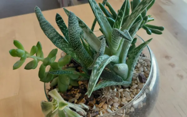 Apprenez à créer un jardin miniature sous verre !