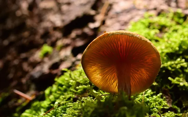 Exposé participatif - 1 chercheur 1 manip : Biopile, carbone et champignon !