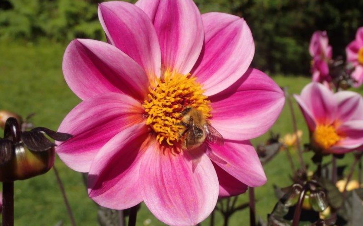 Visite du parc Floral de Paris - Les Dahlias