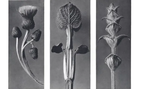 Exposition des photographies de Karl Blossfeldt