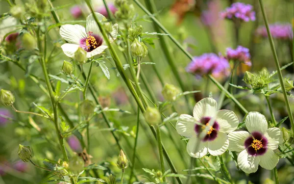 Comment entretenir mes plantes à la fin de l’été ?