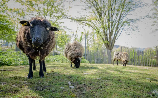 Soigneur d'un jour à la ferme pédagogique René Binet (18e)