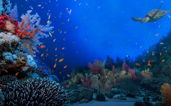 Ocean Days, le festival engagé pour comprendre et agir pour l'océan