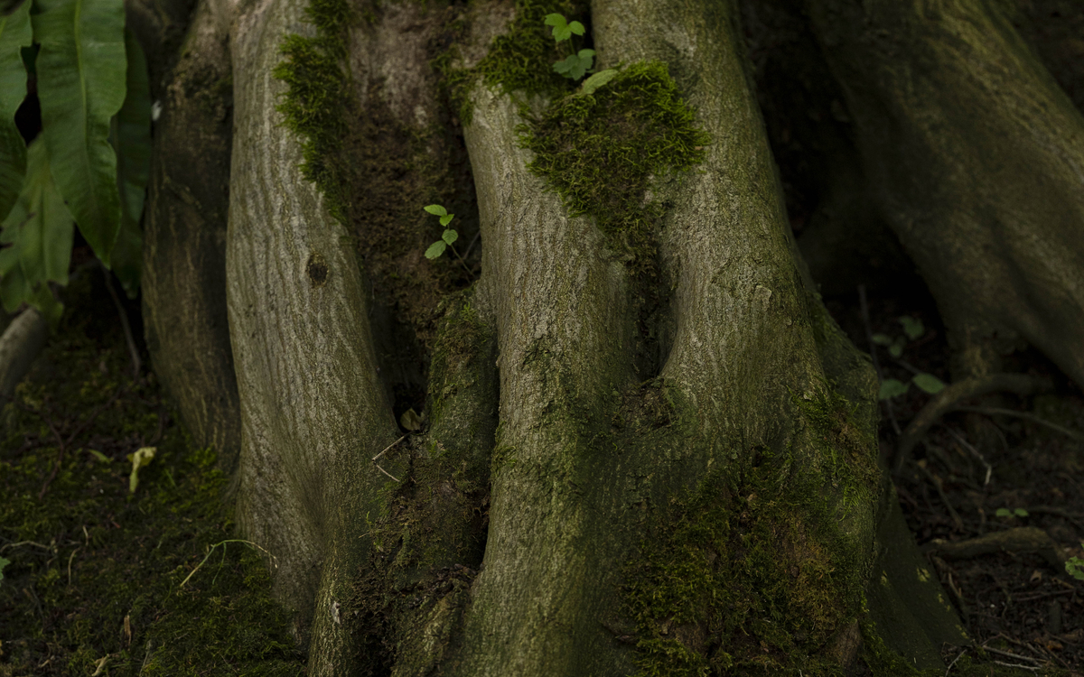 Les idées reçues autour des arbres