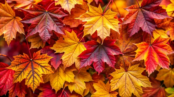 Soirée repas et jeux de société d'automne