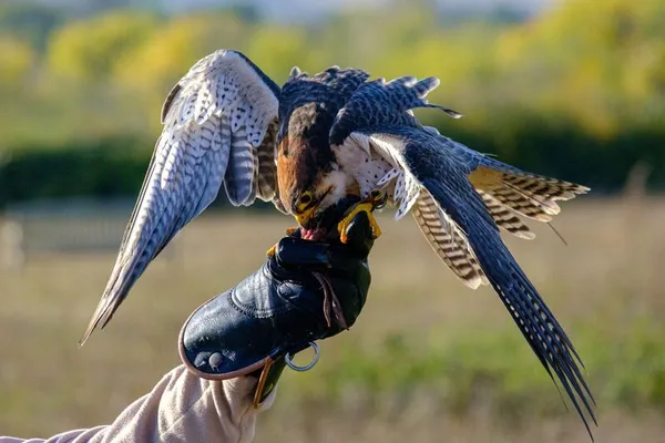 Expérience au plus près des rapaces !