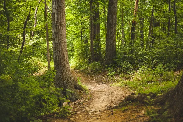 Journée des chemins