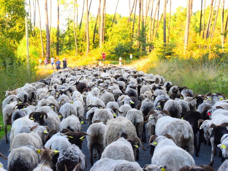 ANNULE - La route de la transhumance passe par Lartigue