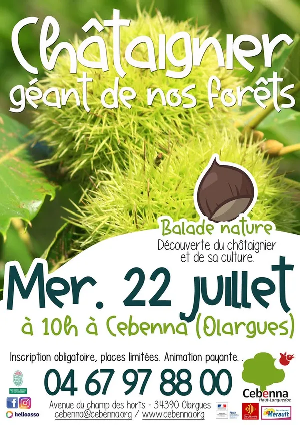 BALADE NATURE : LE CHÂTAIGNIER, GÉANT DE NOS FORÊTS !