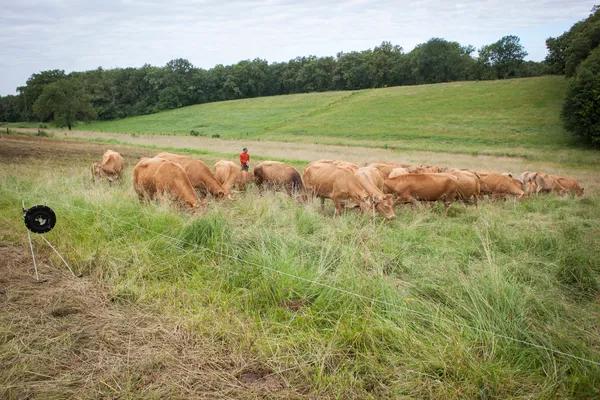 Plantes et Cie : pastoralisme et protohistoire