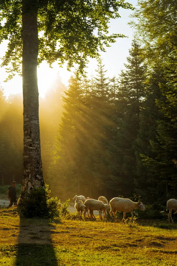 Conférence sur le pastoralisme