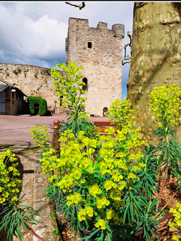 Exposition au Donjon de Mme De Boissieu, Capdenac le Haut