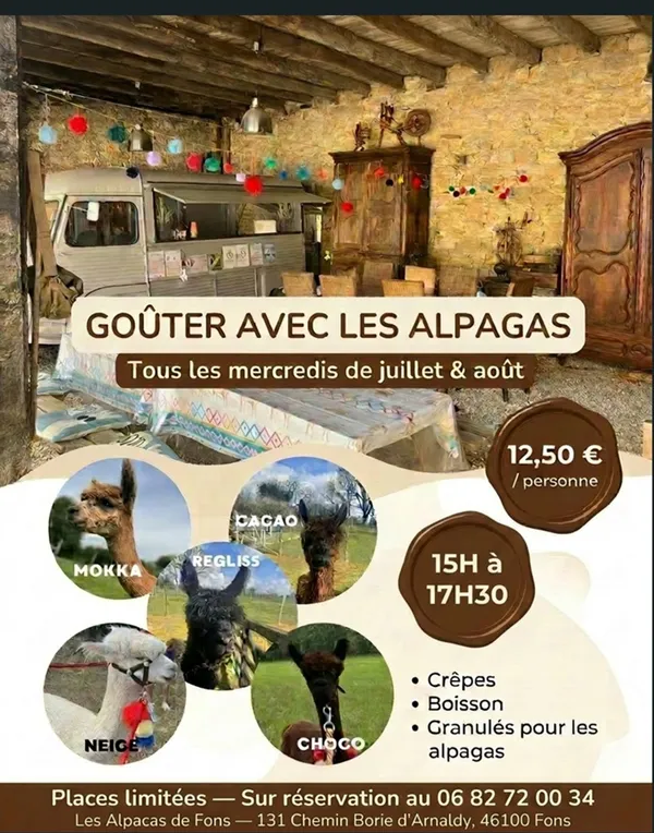 Goûter avec les alpagas