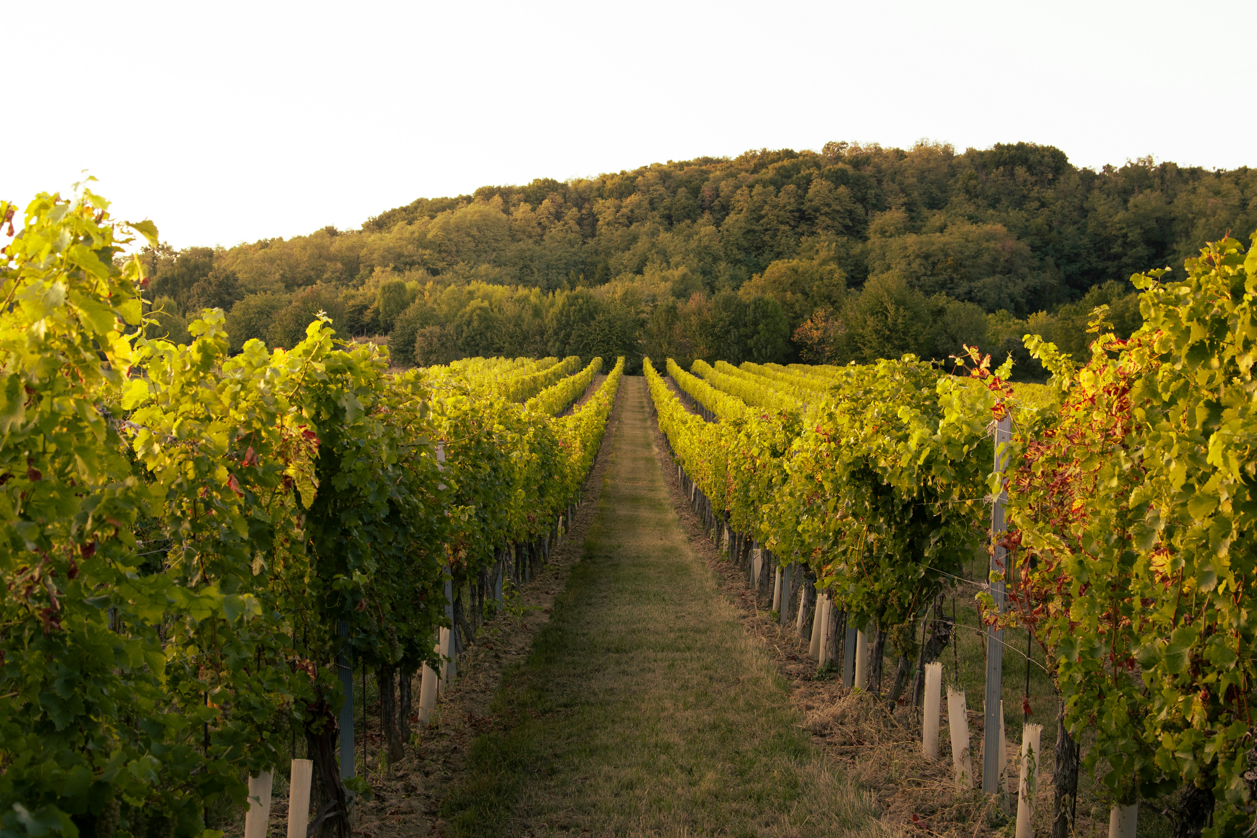 Balade dans le vignoble de Glanes et Repas sous la halle