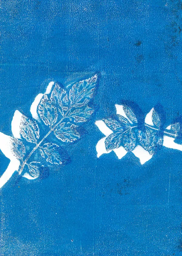 Exposition - Exploration cyanotype