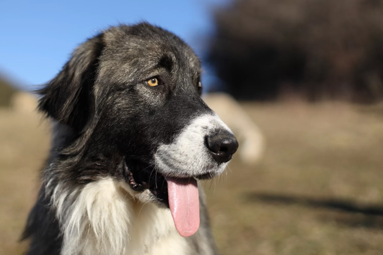 PROJECTION - ÉCHANGE SUR LES CHIENS DE PROTECTION