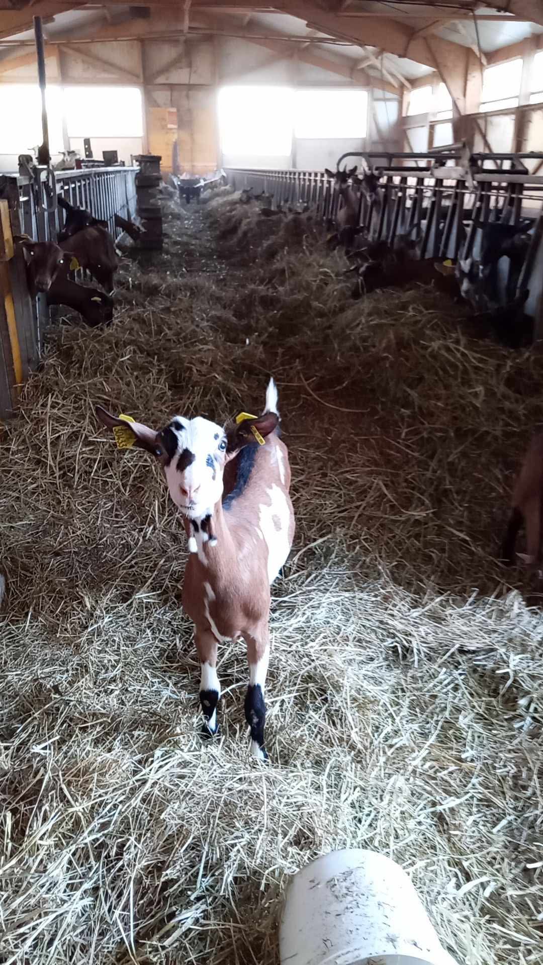 UN ÉTÉ À LA FERME : LE MAZELET