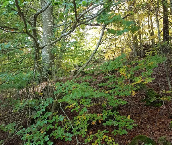 CHEMIN DE SOI