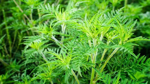 RÉUNION : LES AMBROISIES - PLANTES EXOTIQUES ENVAHISSANTES